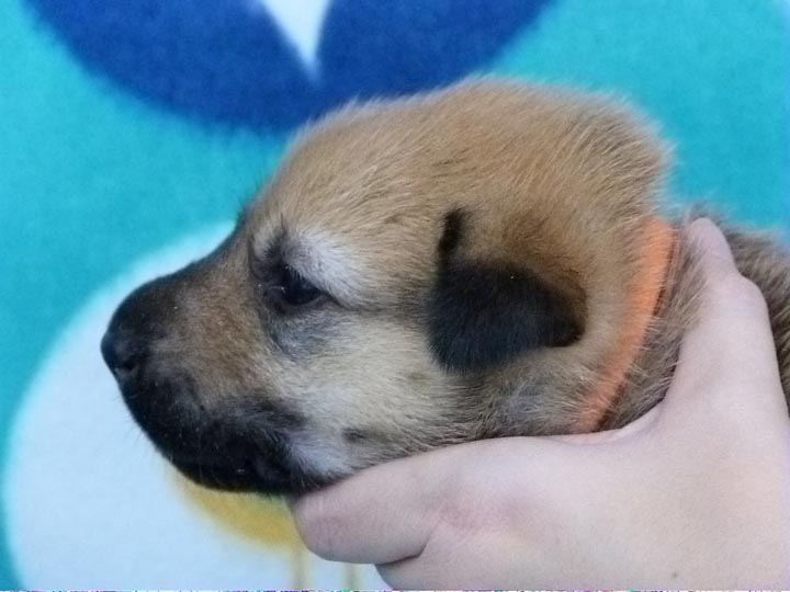 chinook puppy